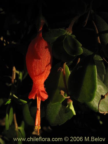 Image of Sarmienta repens (Medallita). Click to enlarge parts of image.